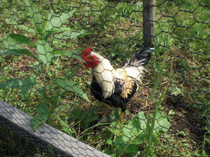 20090816-04.JPG