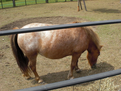 20090816-12.JPG