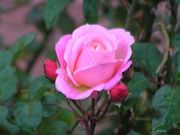 20051122-00.jpg