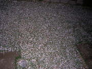 20070427-01.jpg