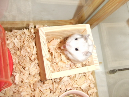 ハツカネズミじゃないよ、パールホワイトだよ。