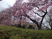 榴ヶ岡公園