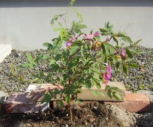 20070618-00.JPG
