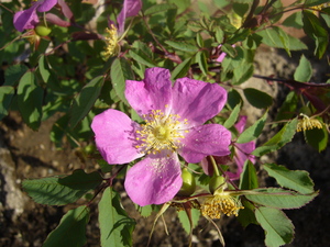 20070618-01.JPG
