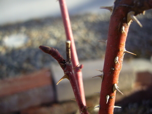 20080323-02.JPG