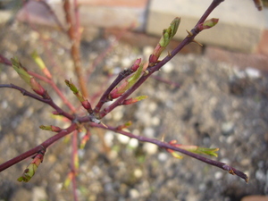 20080420-00.JPG
