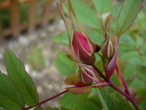 20080622-00.JPG