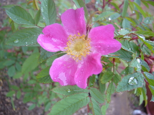 20080627-00.JPG