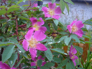 20080627-01.JPG