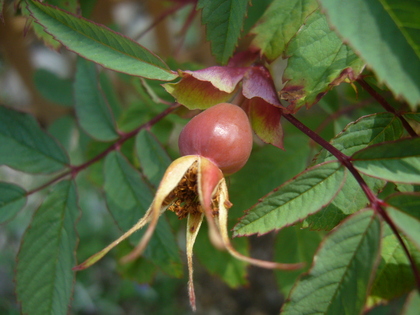 20080713-00.JPG