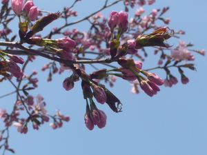 20090506-00.JPG