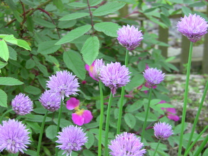20100701-03.JPG