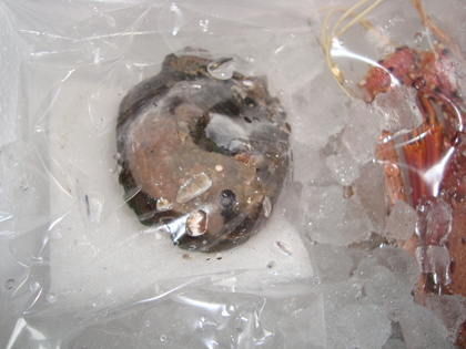 20090118-02.JPG