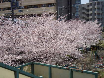 20090408-00.JPG