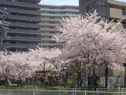 20090408-03.JPG
