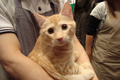 にゃんだこのヤロー