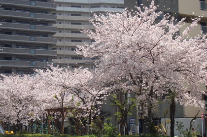桜咲きますように・・セレッソにあらず