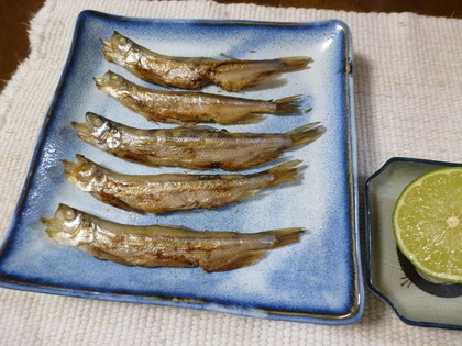 本物