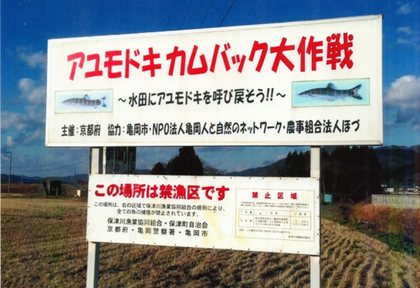 カムバックサーモンならぬあゆもどき