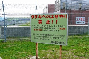 野生のたぬき