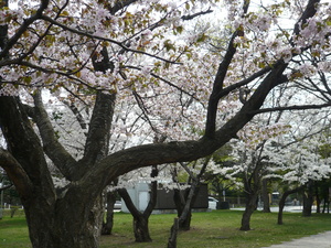 sakura1