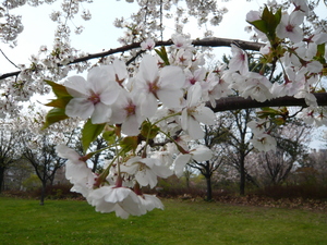 sakura2