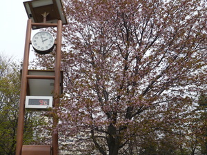 sakura3