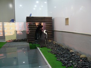 penguin