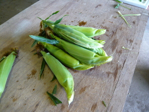 corn1