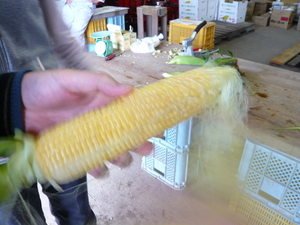 corn2