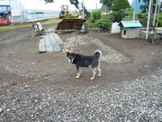 kuro