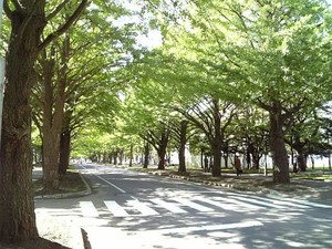 icho