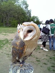 owl