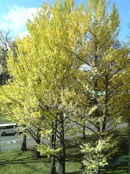 icho1