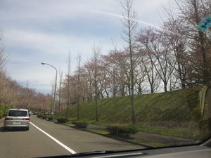 hanami