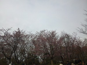 hanami3