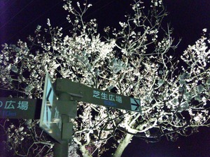 hanami4