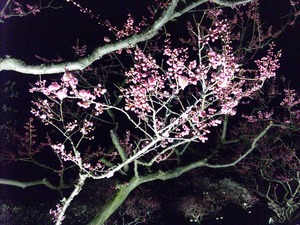 hanami5