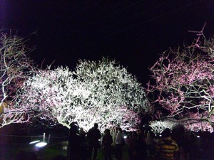 hanami6