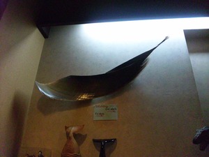 whale4