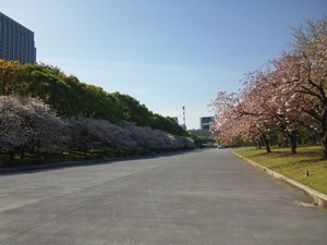 sakura1