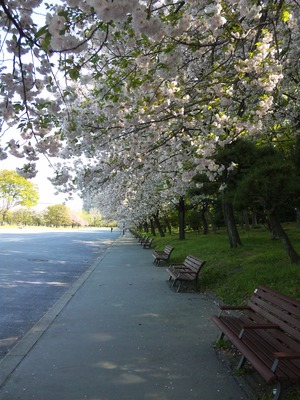 sakura2