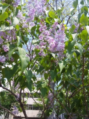 lilac