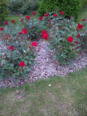 rose