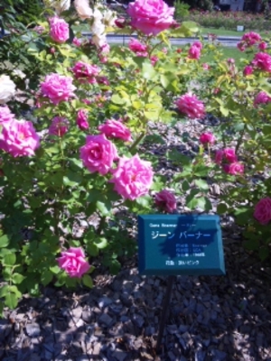 rose2