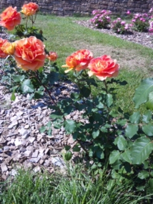 rose3