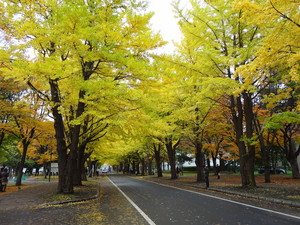 namiki