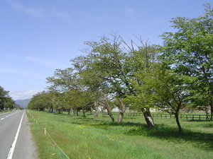 20070525-03.jpg