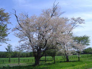 20070525-05.jpg