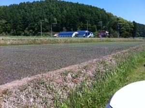 20120603-03.JPG